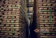 千两茶多少钱一条-茗扬网