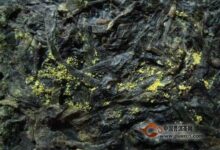 如何鉴别金花砖茶 砖茶里的金花可能是玉米粉-茗扬网