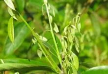 安化花砖茶保健功能-茗扬网