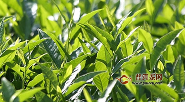 天尖茶