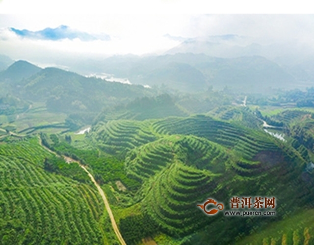 贡尖茶产自哪里