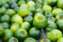 新会小青柑是什么？和红柑对比那个更好？-茗扬网