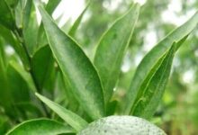 小青柑---地道源头新会好茶-茗扬网