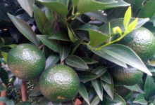 小青柑火了一把，会拉升新会陈皮价格上涨吗？-茗扬网