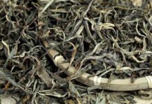 普洱生茶的选购技巧和注意事项-茗扬网