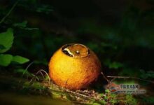 大红柑普洱茶怎么泡-茗扬网