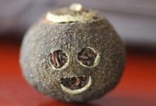 桔普茶怎么样是变质-茗扬网