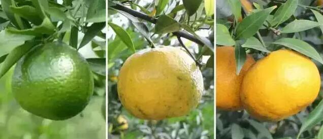详谈小青柑的柑，居然有“柑”多不同