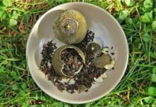为什么说小青柑的出现激活了沉寂的普洱茶市场-茗扬网