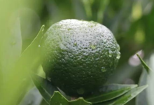 新会小青柑产自哪里?喝小青柑是什么口感?-茗扬网