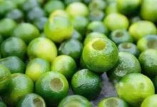 小青柑还是大红柑？怎么选择适合自己的柑普茶呢？-茗扬网