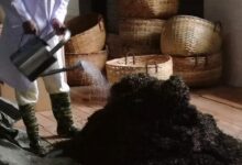 喝普洱熟茶你要几成熟的？-茗扬网