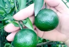 柑普凭什么会火？谈谈柑普茶那些事-茗扬网