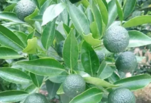 带你了解新会柑、新会陈皮、柑普茶的关系-茗扬网