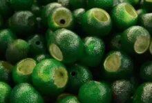 新会柑普茶的制作过程-茗扬网