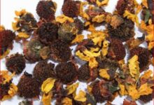 雪菊花茶的功效和形态特征-茗扬网