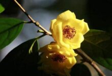 金花茶的功效与作用 喝金花茶的好处有哪些-茗扬网