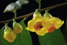 金花茶的功效与作用 喝金花茶的好处与禁忌-茗扬网