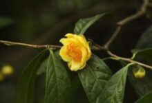 女性能天天喝金花茶吗-茗扬网