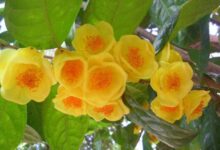 金花茶的功效的与作用 金花茶的副作用-茗扬网