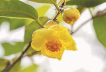 金花茶的功效与作用及冲泡方法-茗扬网