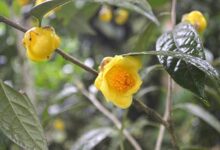 金花茶叶的功效与作用-茗扬网