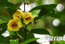 金花茶的功效与作用(金花茶的主要价值!)-茗扬网