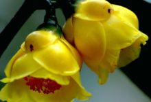 金花茶树栽培方法 金花茶树栽培注意事项-茗扬网