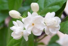 适合喝玫瑰茉莉花茶的人群 茉莉花茶怎么冲泡-茗扬网