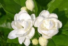 经常喝茉莉蜂蜜茶的危害 喝茉莉花茶的好处-茗扬网