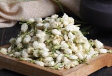 茉莉花茶如何泡 茉莉花茶的泡法-茗扬网