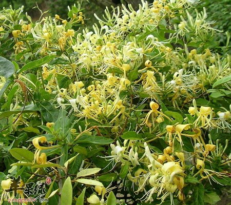 金银花泡水喝的功效大盘点