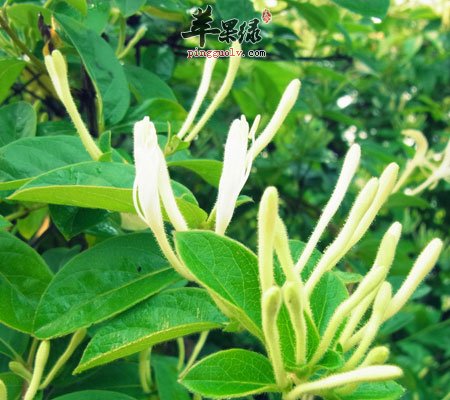 金银花泡水喝的功效大盘点