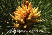 自采松花粉的破壁方法-茗扬网