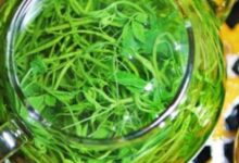 绿萝花茶可以减肥吗？-茗扬网