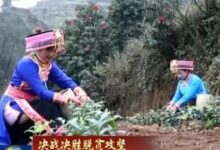 绿萝花茶的价格-茗扬网