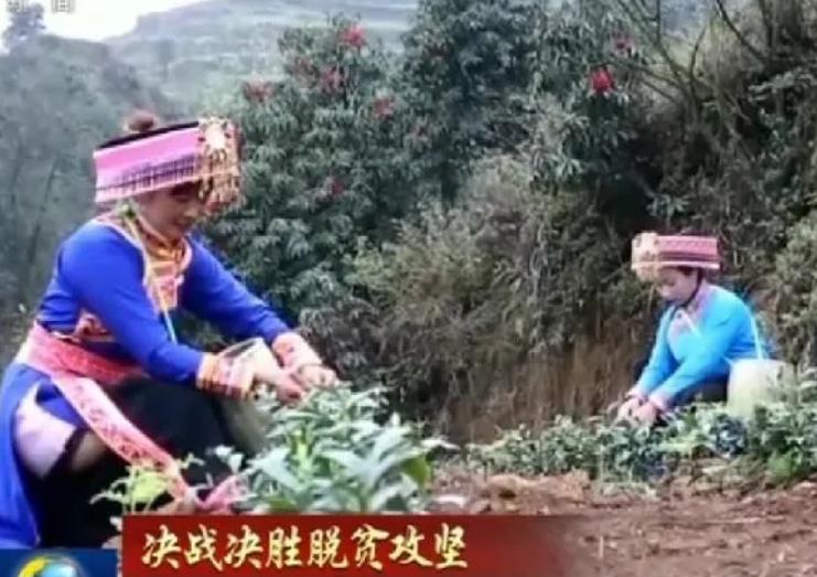 绿萝花茶的价格