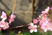 桃花茶喝多了会怎么样 怎么办-茗扬网