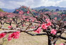 桃花茶搭配禁忌，桃花茶的正确喝法-茗扬网