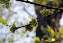 杜仲雄花茶的7大功效 堪称植物活化石-茗扬网