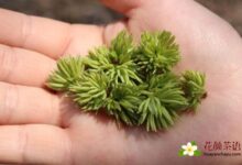 杜仲雄花茶对于女人的好处 减肥养颜改善睡眠-茗扬网