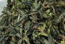杜仲雄花茶如何泡 杜仲雄花茶的正确泡法-茗扬网