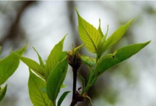 杜仲雄花茶的作用与功效的功效（杜仲雄花茶的注意事项！）-茗扬网