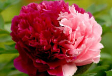 饮用牡丹花茶有哪些禁忌 牡丹茶怎么冲泡饮用-茗扬网