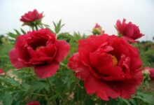 喝牡丹花茶有什么好处 牡丹花茶的禁忌-茗扬网