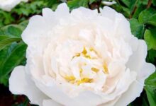 牡丹花茶如何喝 喝牡丹花茶的好处-茗扬网