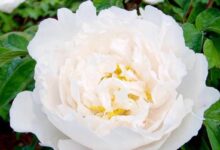 牡丹花茶如何制作 牡丹花茶的冲泡方法-茗扬网