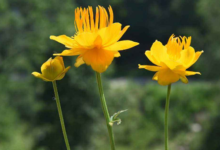 金莲花泡水可以放糖吗 价格是多少-茗扬网