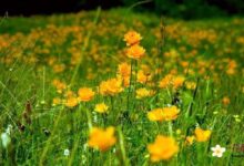 金莲花泡水喝的功效 清热解毒排毒养颜-茗扬网