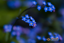 勿忘我花茶能天天喝吗？勿忘我花茶能长期喝！-茗扬网